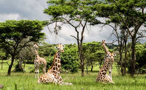 Uganda